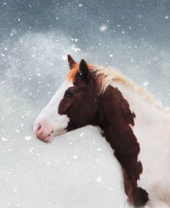 Paint Horse In The Snow