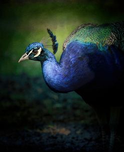 Peacock 1