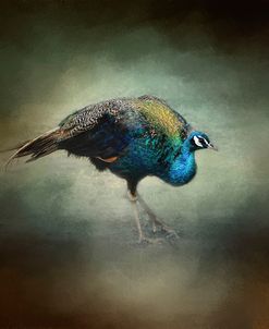 Peacock 10