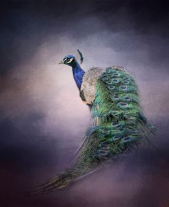 Peacock 11