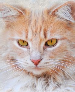 Orange Tabby Cat Portrait