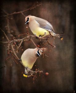 Peek A Boo Cedar Waxwings