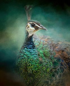 Peacock 12