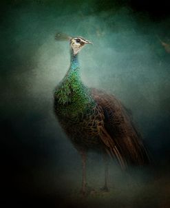 Peacock 2