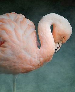 Pink Flamingo 2