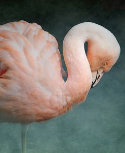 Pink Flamingo 2