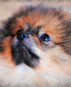 Pomeranian Portrait