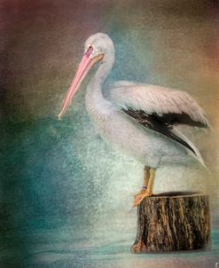 Perched Pelican