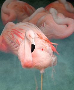 Pink Flamingo 1