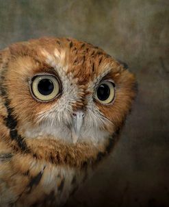Portrait Of An Eastern Screech Owl