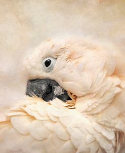 Preening Umbrella Cockatoo