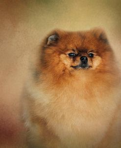 Proud Pomeranian