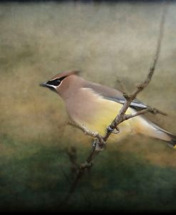 Portrait Of A Cedar Waxwing