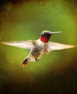 Portrait Of A Hummingbird In Flight