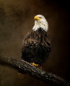 Portrait Of An Eagle
