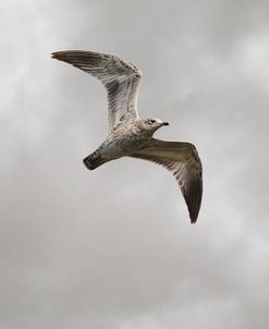 Ring Billed Gull At Reelfoot