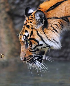 Risk Taker Bengal Tiger And Butterfly