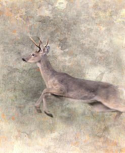 Run Like The Wind White Tailed Buck