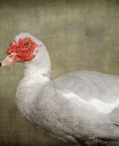 Red Head Muscovy Duck