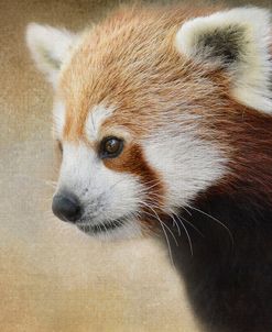 Red Panda Watching