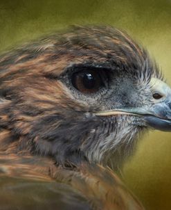 Red Tailed Hawk At Reelfoot