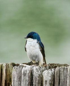 Resting Swallow