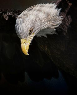 Shadow Hunter Bald Eagle