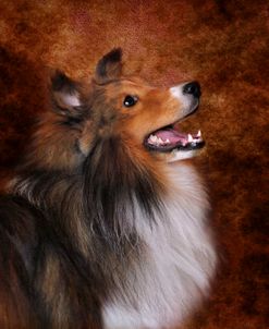 Shetland Sheepdog