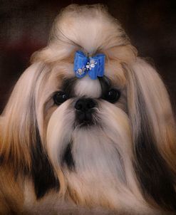 Shih Tzu With Blue Bow