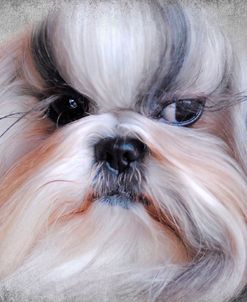 Shihtzu Portrait