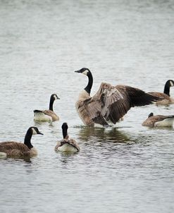 Show Off Canadian Geese