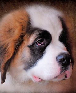 Saint Bernard Puppy Portrait