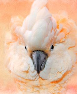 Salmon Crested Cockatoo Portrait 2