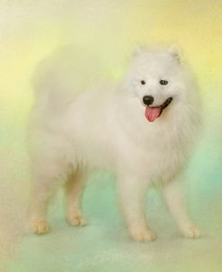 Samoyed In Spring