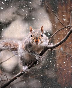 Snow Day Squirrel