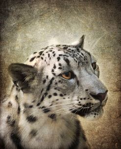 Snow Leopard Portrait