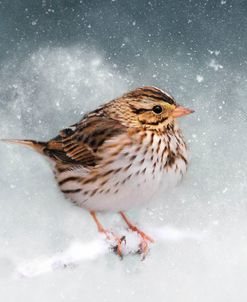 Snow Sparrow