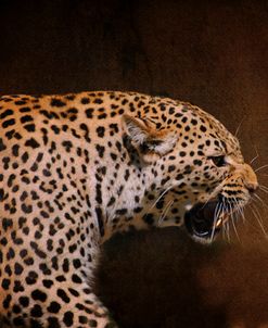 Snarling Leopard