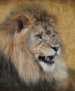 Snarling Male Lion Portrait