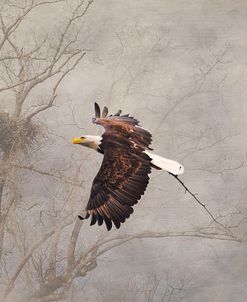 Starting Over Bald Eagle