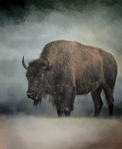 Stormy Day Buffalo