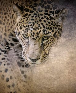 Stalking Her Prey Leopard