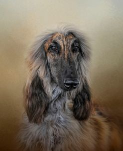 The Elegant Afghan Hound