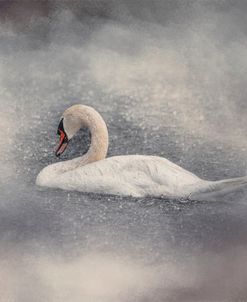 Swan Storm