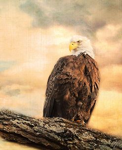 The Queen At Rest Bald Eagle