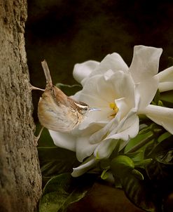 The Scent Of The Gardenia