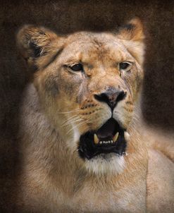 The Lioness Portrait