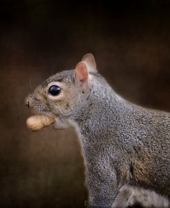 The Nut Collector Squirrel