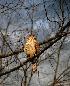 Treetop Raptor