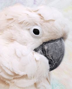 Umbrella Cockatoo Portrait